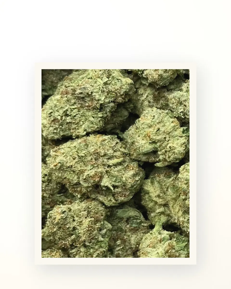Biscotti Cream hemp THCA flower, greenhouse, on oat linen