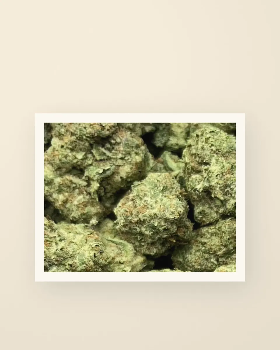 Biscotti Cream hemp THCA flower up close, greenhouse, a print on oat