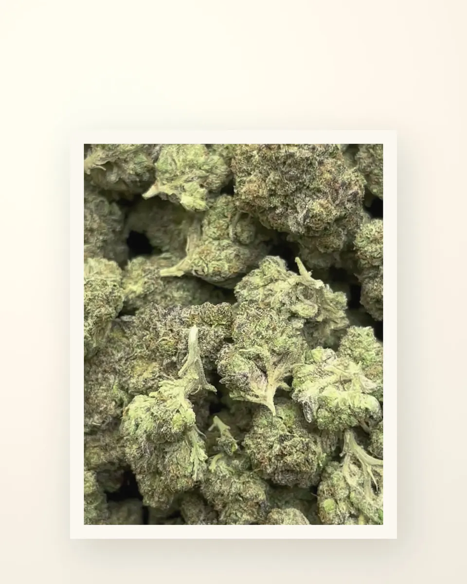 Cupcakez hemp THCA flower, greenhouse, on oat linen