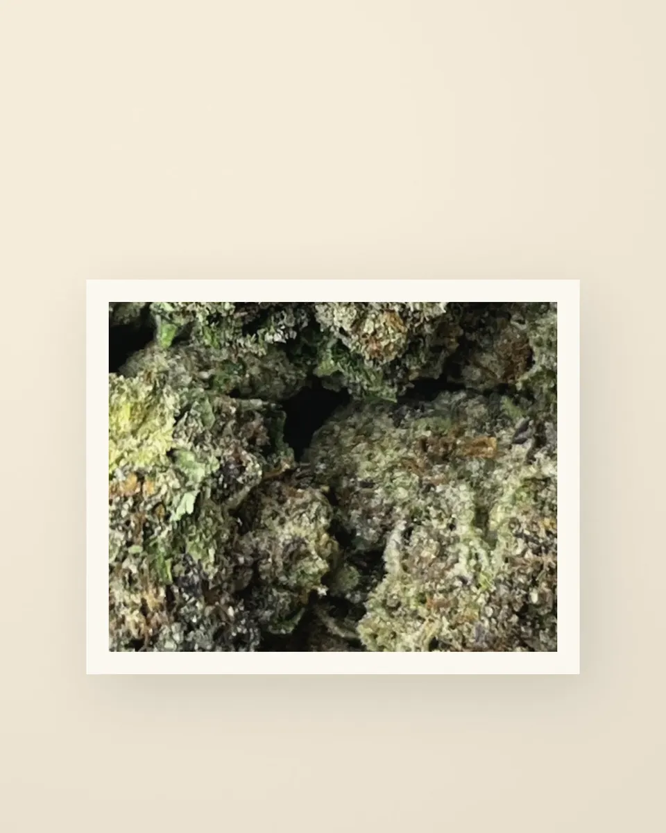 Cupcakez hemp THCA flower up close, greenhouse, a print on oat