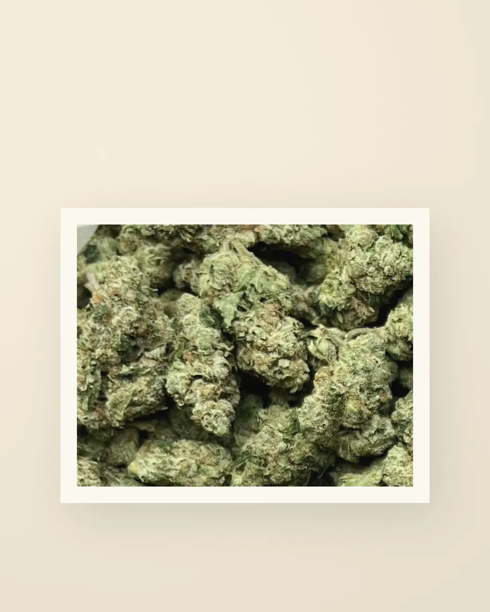 Donny Burger #5 hemp THCA flower up close, greenhouse, a print on oat