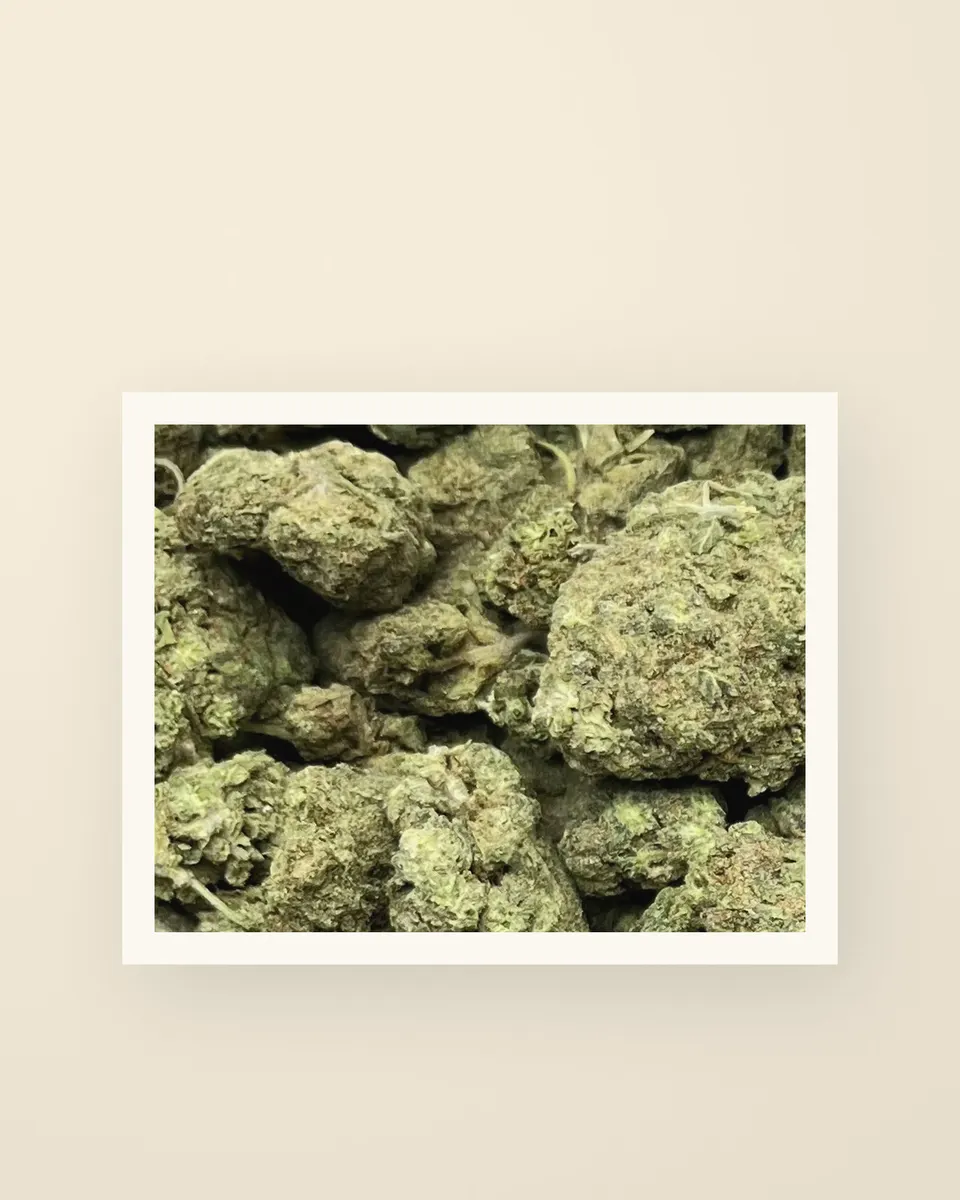 English Tea hemp THCA flower up close, greenhouse, a print on oat