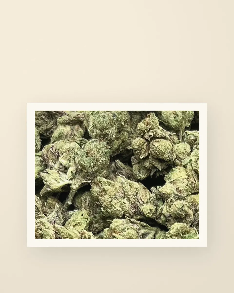 Gelato 33 hemp THCA flower up close, greenhouse, a print on oat
