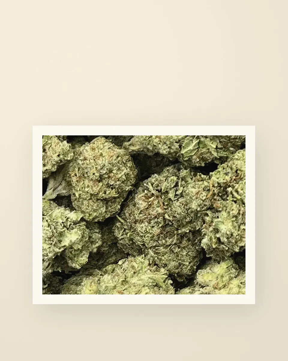 G41 hemp THCA flower up close, greenhouse, a print on oat
