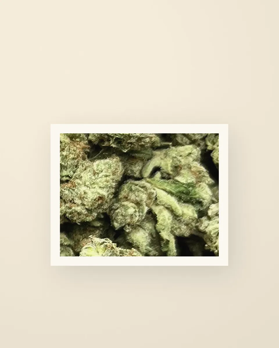 Gelonade hemp THCA flower up close, greenhouse, a print on oat