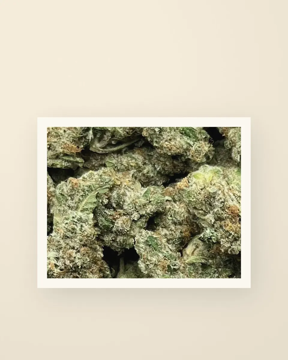 Glue Dawg hemp THCA flower up close, greenhouse, a print on oat