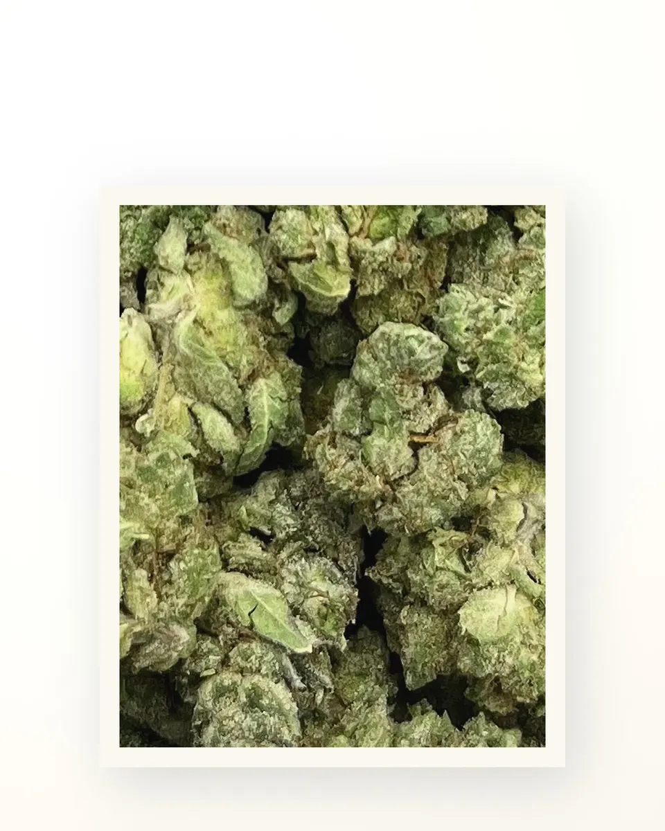 Kandy Kush hemp THCA flower, greenhouse, on oat linen