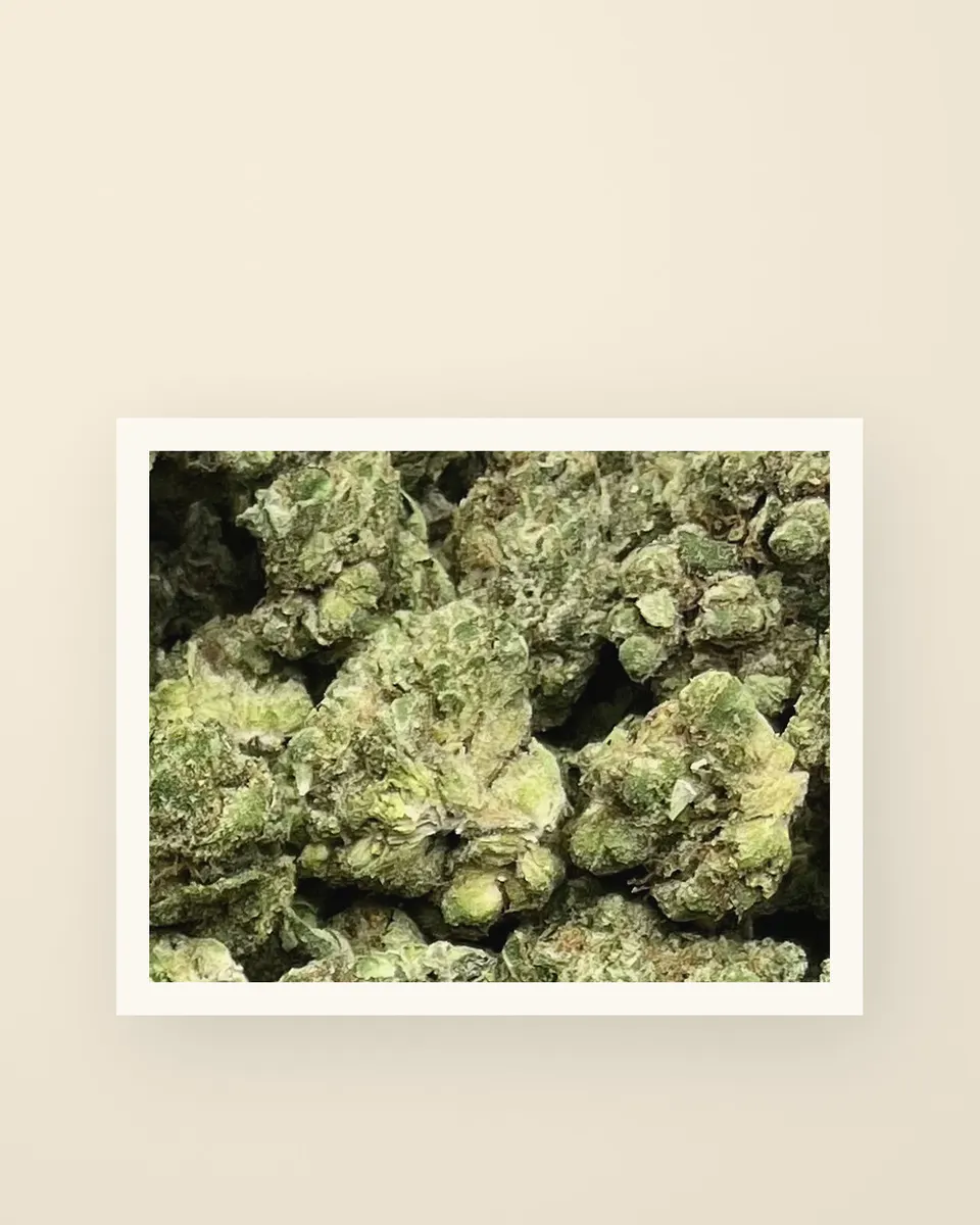 Kandy Kush hemp THCA flower up close, greenhouse, a print on oat