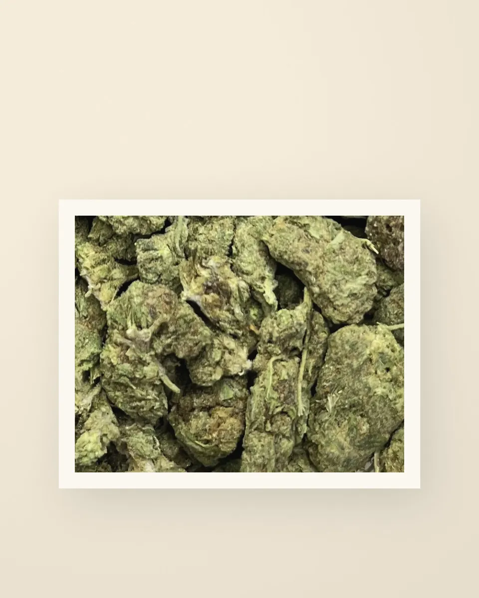 Motor Head hemp THCA flower up close, greenhouse, a print on oat