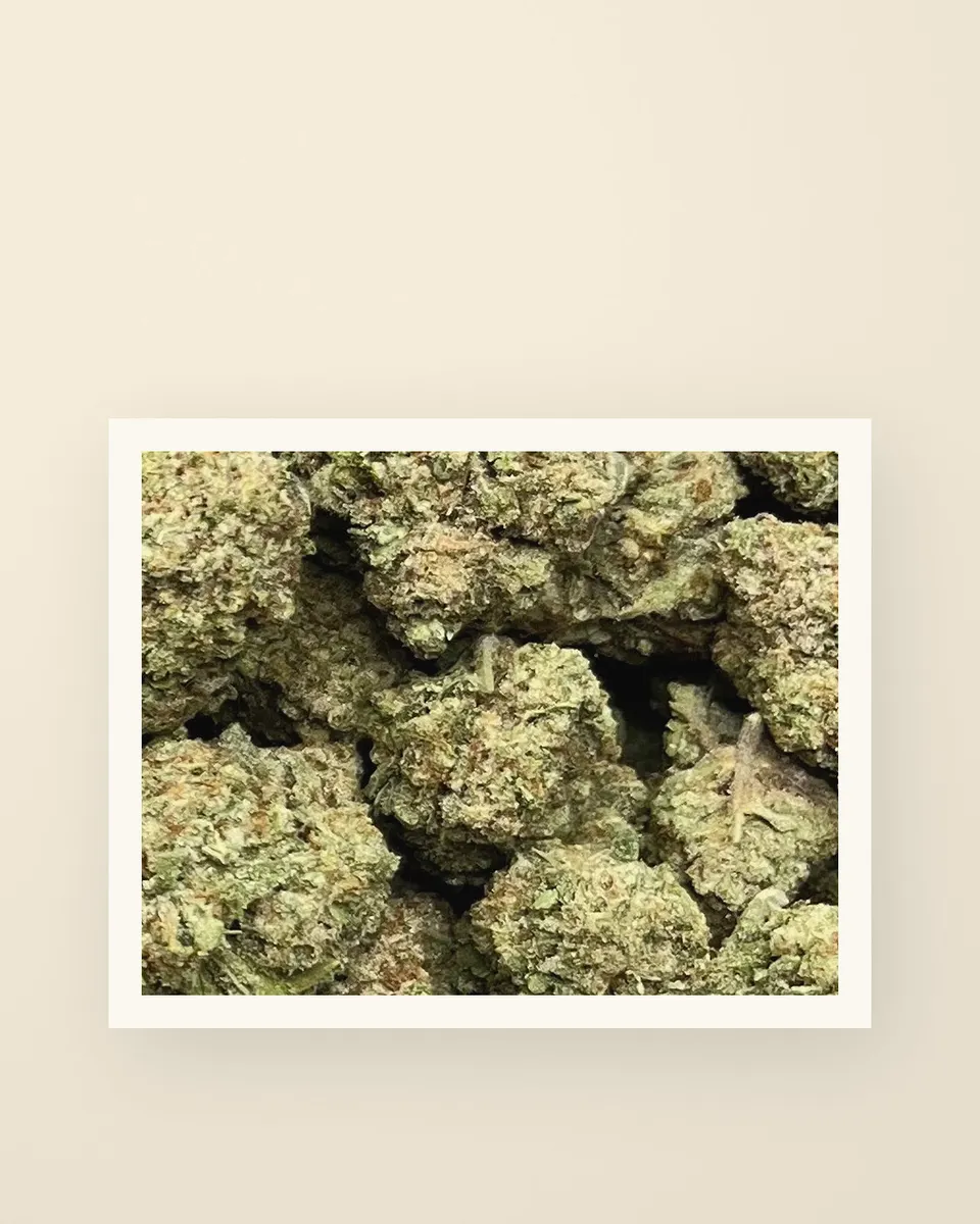 Punch Breath hemp THCA flower up close, greenhouse, a print on oat