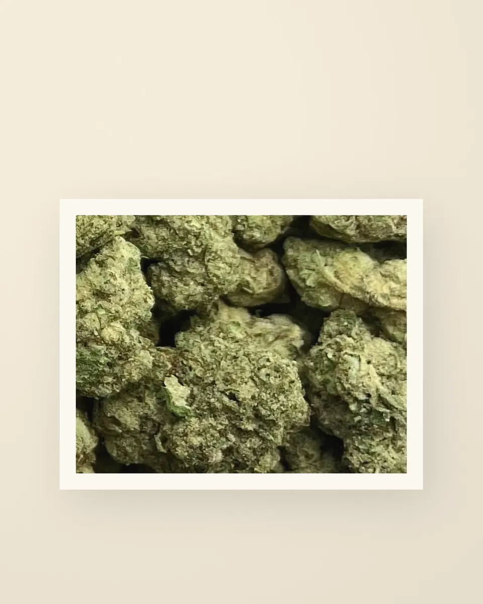 Red Velvet hemp THCA flower up close, greenhouse, a print on oat