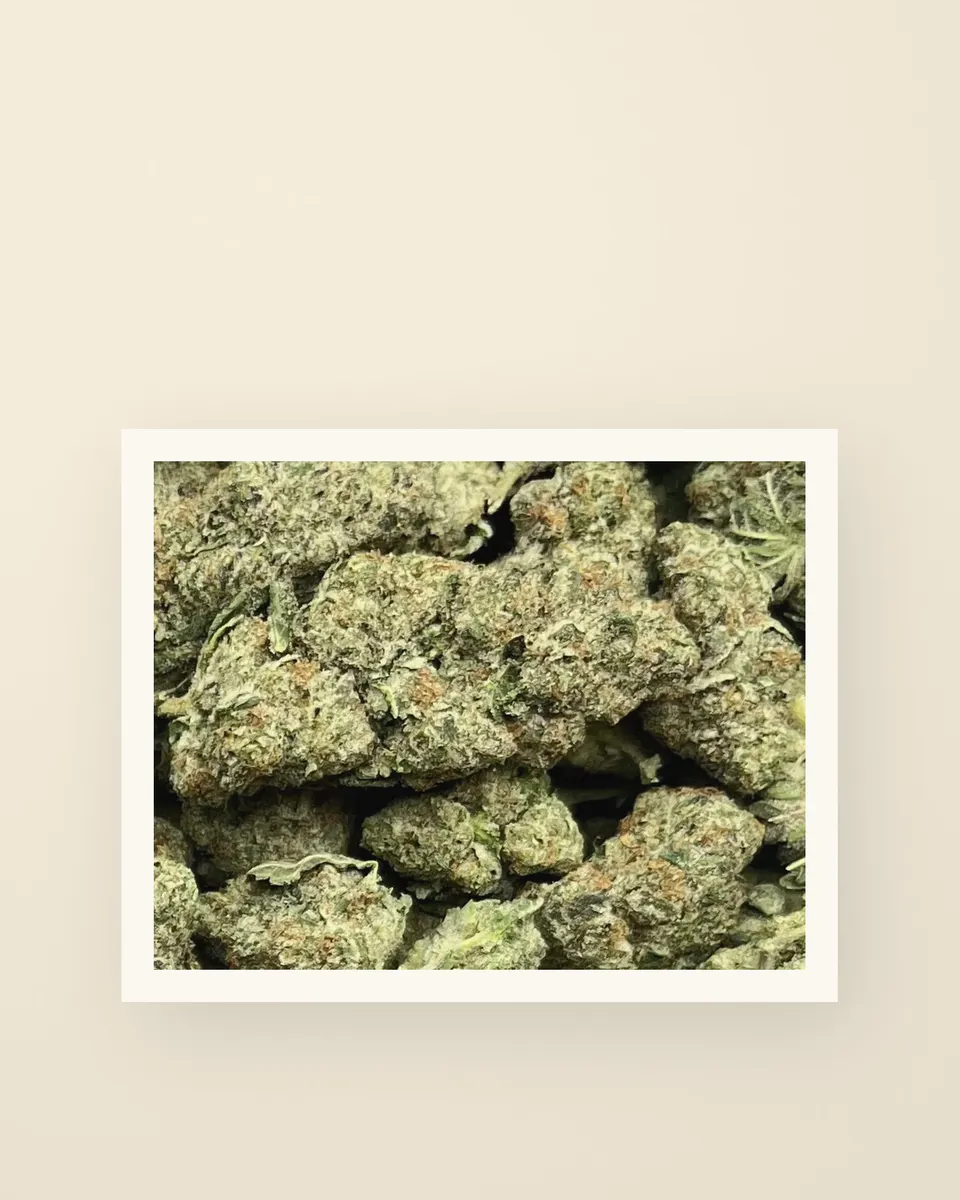 Rocket Pops hemp THCA flower up close, greenhouse, a print on oat
